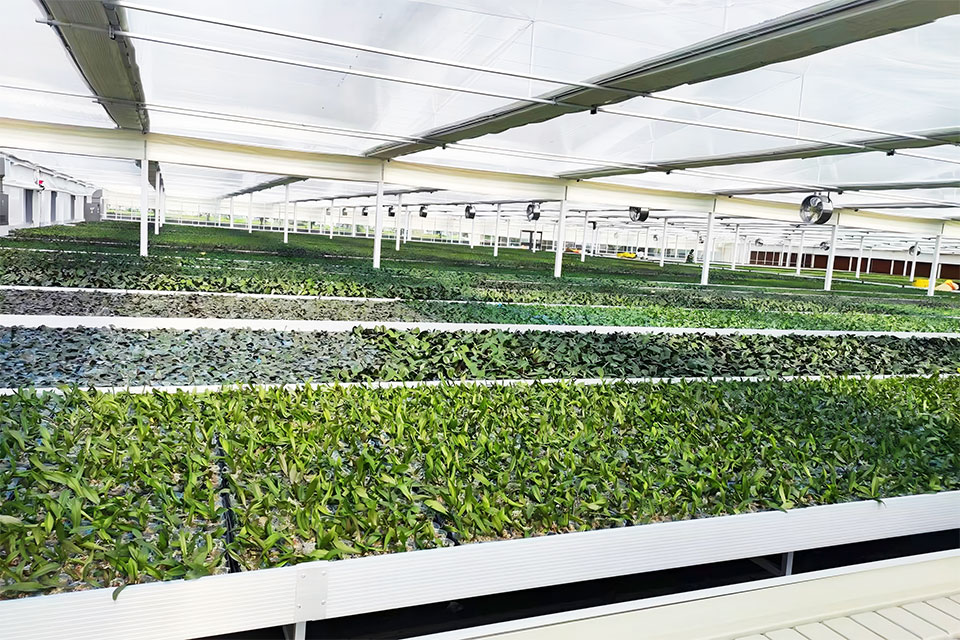 潮汐灌溉苗床蝴蝶兰标准化生产基地