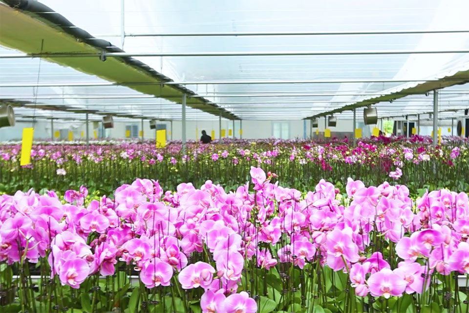 蝴蝶兰四季催花标准化示范基地