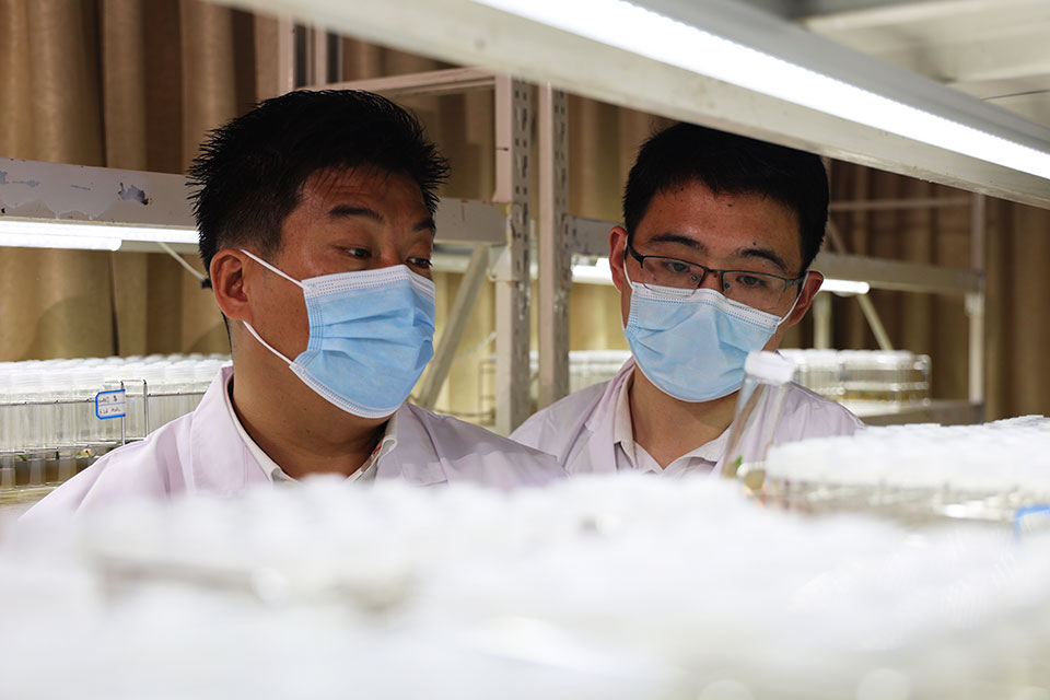 科研人员组培室工作照