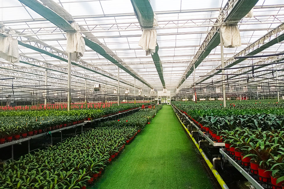 智能温室标准化凤梨生产基地