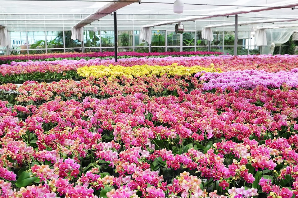 智能温室蝴蝶兰常年催花生产基地
