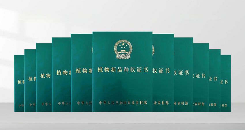 植物新品种权证书