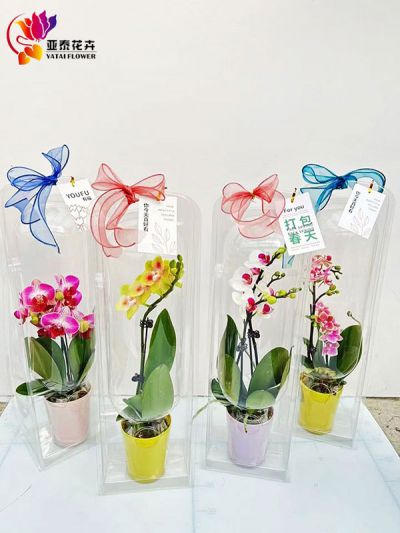 蝴蝶兰