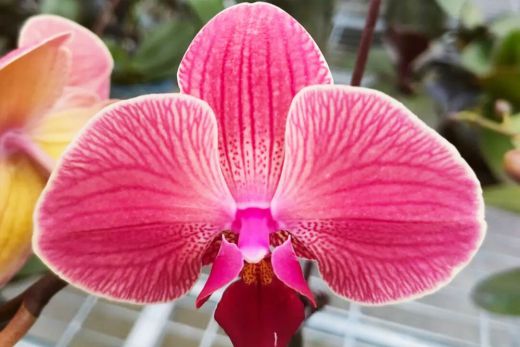 蝴蝶兰这波 &ldquo;撞脸&rdquo; 我服了！