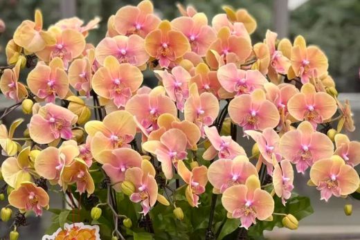 以兰寄情，致敬每一位引路人 &mdash;&mdash; 亚泰农业与您共诉师恩