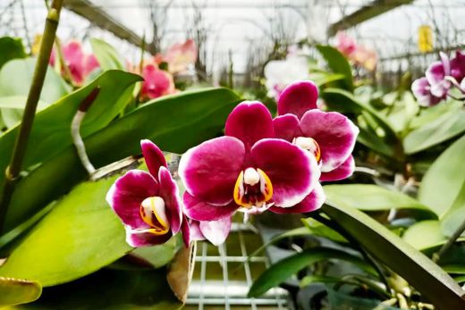 以名赋形，以花证名：蝴蝶兰的双重惊艳