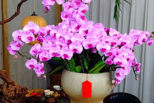 用一室繁花，许新年锦绣