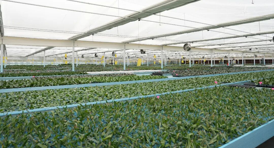 亚泰农业国际花卉苗木示范基地顺利通过
