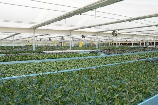 亚泰农业国际花卉苗木示范基地顺利通过